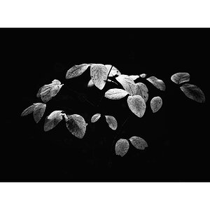 HerbstPZ1 8185 00004