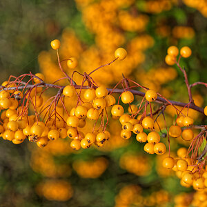 D72 1268 DxO 1000px