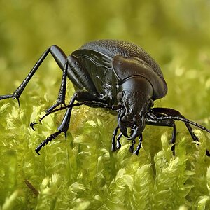 Lederlaufkaefer
Die Nachtaktiven Tiere jagen am Waldboden Insekten, Schnecken, Würmer.
Dieses Exemplar war etwa 4 cm groß.
Ich fand diesen Käfer in de