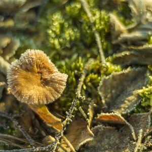 ein frierender Pilz