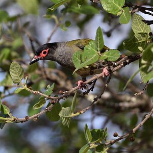 201610_Australasian Figbird