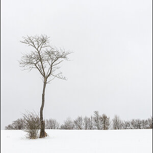 Schnee Baum