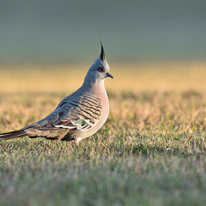 201610_Crested Pigeon