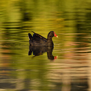 201610_Papua-Teichhuhn