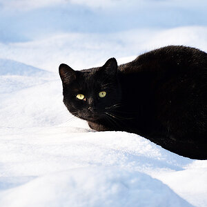 Schneekatze