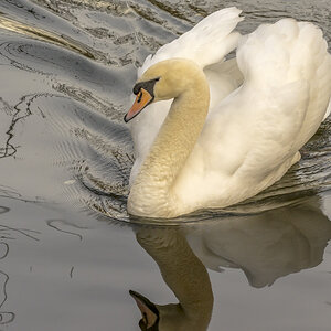 am Borner See