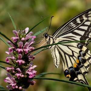 Schmetterling, China