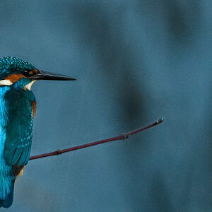 Eisvogel, Region Hannover