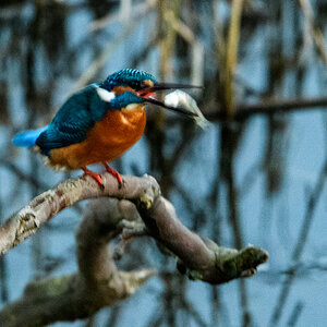 Eisvogel, Region Hannover