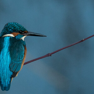 Eisvogel, Region Hannover