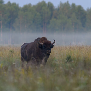 Bialowieza Polen