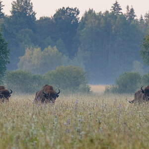 Bialowieza Polen