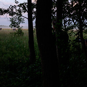 Bialowieza Polen
