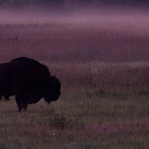 Bialowieza Polen