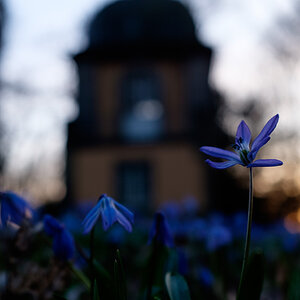 Scila Blüte auf dem Linderner Bergfriedhof, Hannover