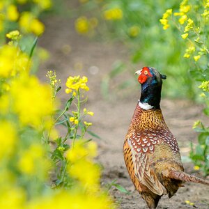 Tiere im Raps