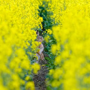 Tiere im Raps
