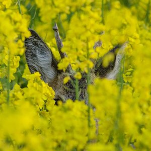 Tiere im Raps
