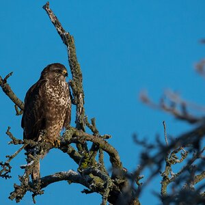 Bussard, BS