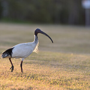 201610_Molukkenibis