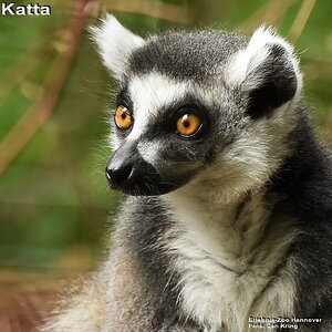 Katta