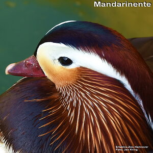 Mandarinente