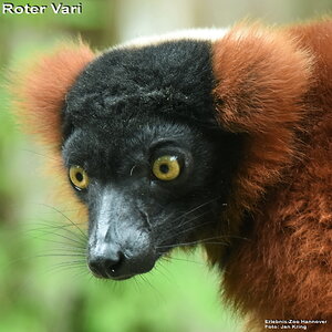 Roter Vari