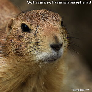 Schwarzschwanz Präriehund