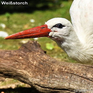 Weißstorch