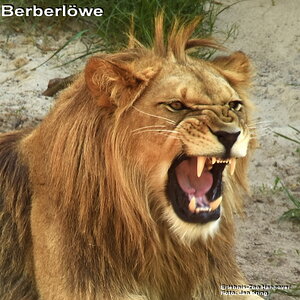 Berberlöwe