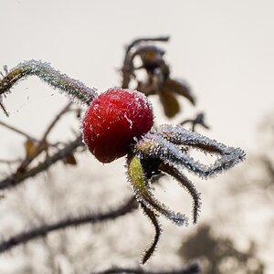 Hagebutte im Frost