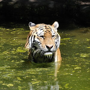 Tiger  003 DSC 0979