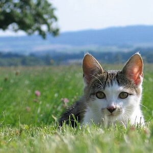 katz