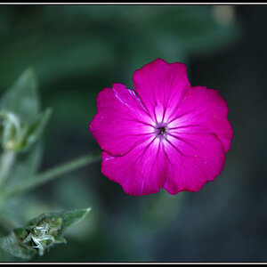 Blume