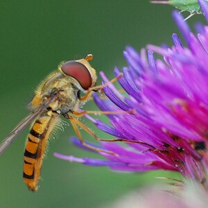 Schwebfliege