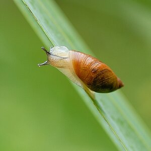 Schnecke