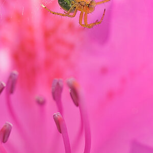 Spinne