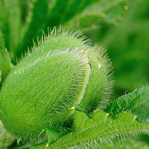 Mohnblüte, geschlossen
