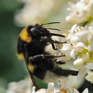 Gartenhummel