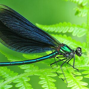 Libelle 007
