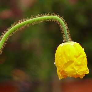 blüte mit tropfen