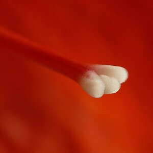 Amaryllis rot   kelch   macrotest