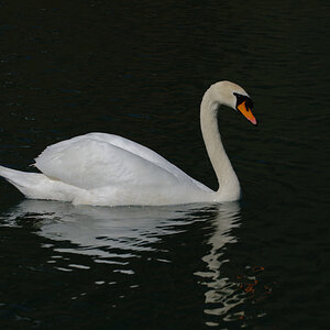 Schwan im Wöhrsee, mit Spiegelung