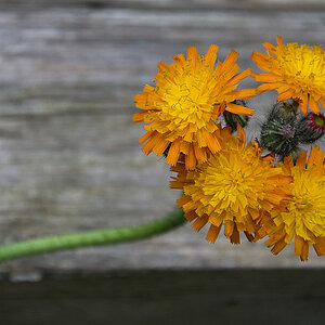 feld  und wiesenblume