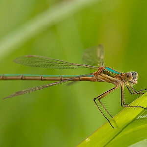 Libelle 3669
