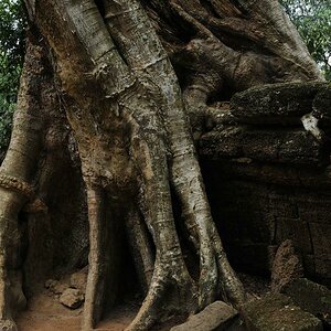 Ta Prohm Tempel0260 klein
Sigma 24-70, 24mm, f/8, 1/40, ISO 200