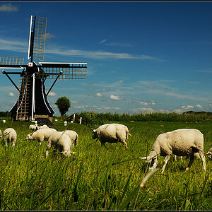 holland08