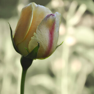 Gelbe Rose