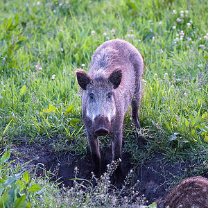 wildschwein