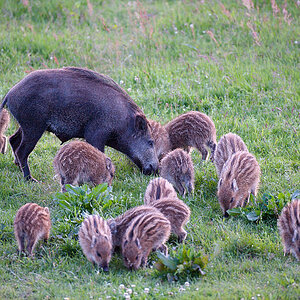 wildschwein 1